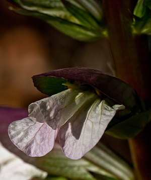 Acanthus mollis flower